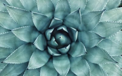 5 Wellness non-negotiables